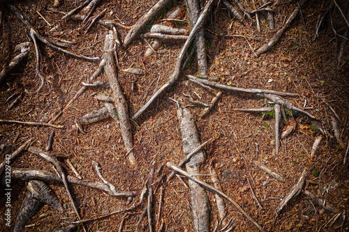 Tree root background