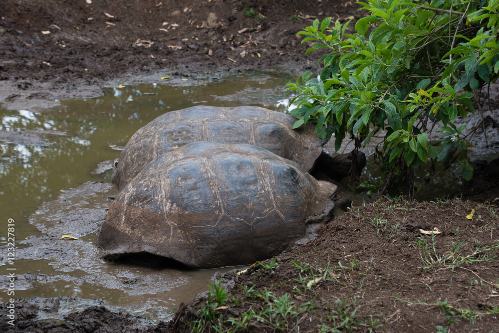 Obraz premium ゾウガメ