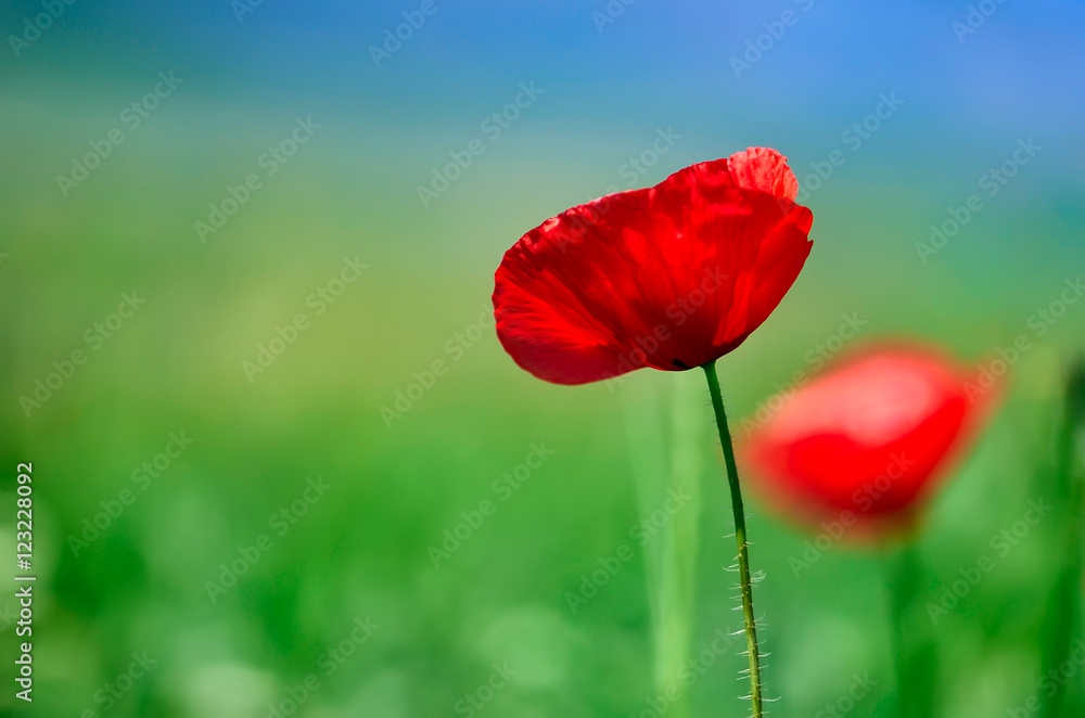 Poppy flowers on green field isolated Poppy flowers on green field isolated