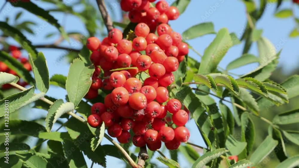 Ripe rowan berries hanging from tree Ripe rowan berries hanging from tree