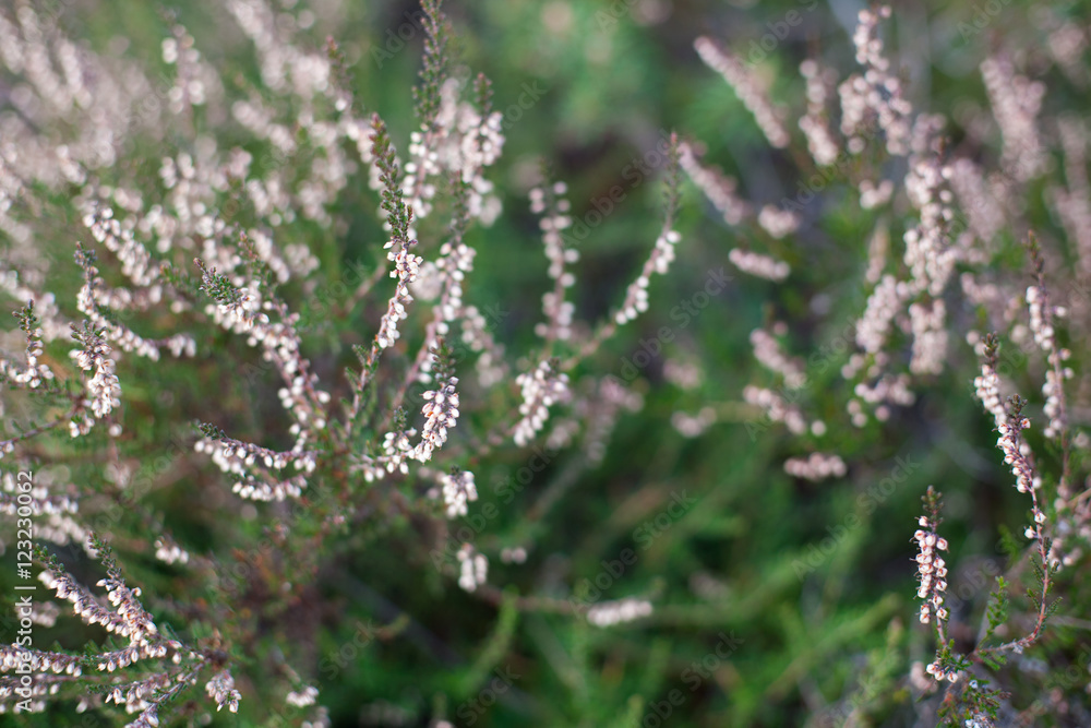Blossomed soft pink scotch heather (Calluna vulgaris) bush background with a shallow depth of field Blossomed soft pink scotch heather (Calluna vulgaris) bush background with a shallow depth of field