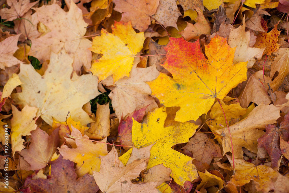 Background of colorful autumnal maple leaves on the ground