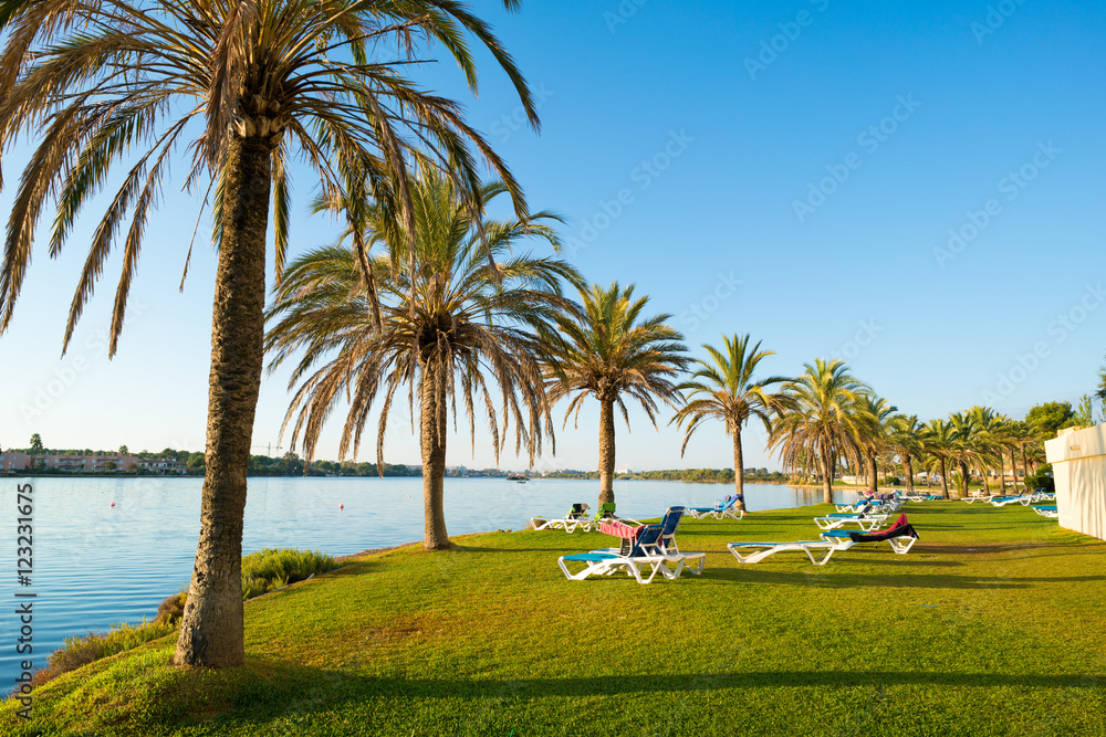 Sunbeds and palms in california Sunbeds and palms in california