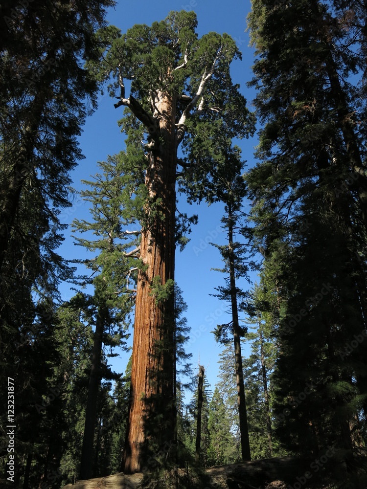 Fototapeta premium kings canyon sequoia national park, usa 
