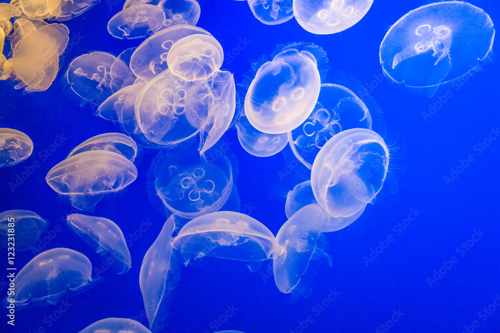 Obraz premium Jellyfish in the deep blue water