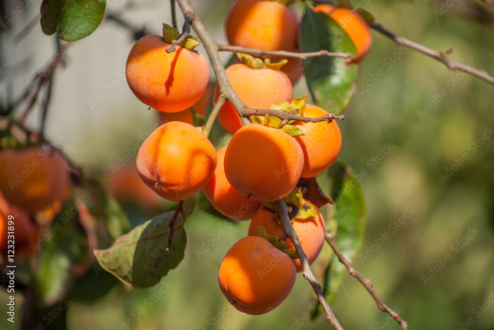 Bunch of fruits Persimmon a beautiful orange color