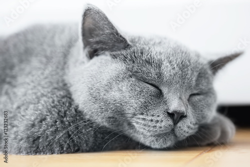 Young cute cat sleeping on wooden floor. The British Shorthair photo