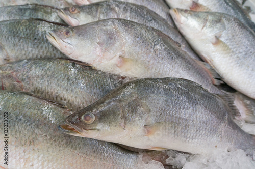 White Bass on Ice in The Market