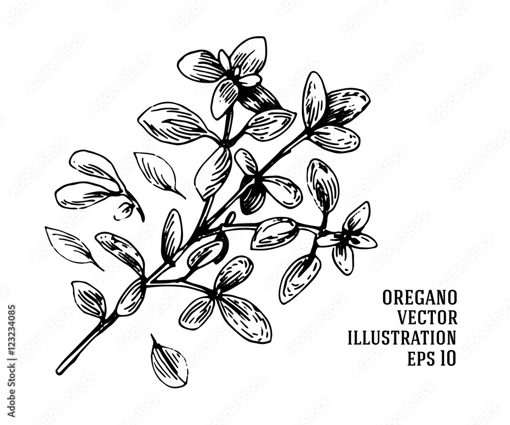 Foto Vector hand drawn oregano illustration