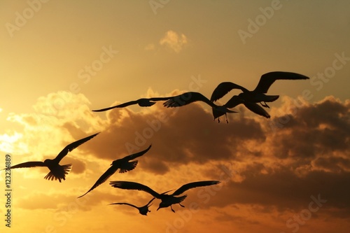gulls on the coast at sunset 7