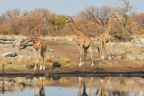 Giraffen  giraffa camelopardalis  auf dem Weg zum Wasserloch  Etosha Nationalpark 