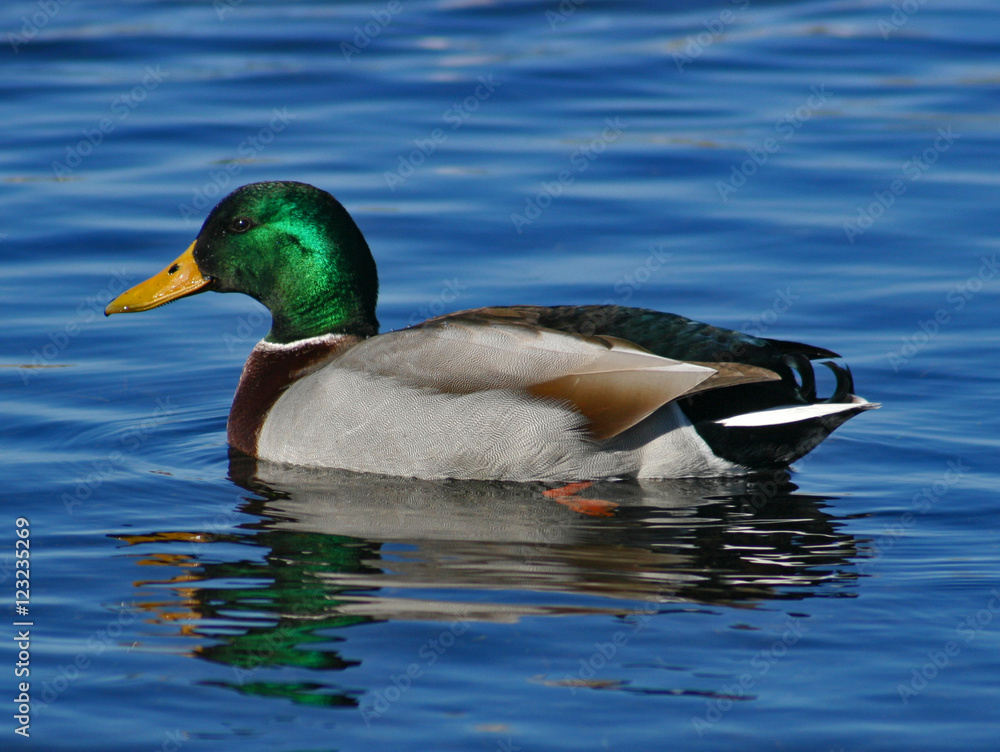 Obraz premium Male mallard duck