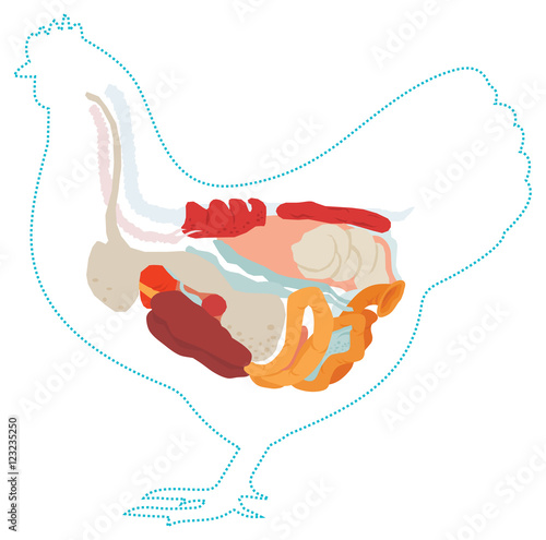 Vector chicken anatomy. digestive system.