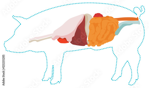 Vector pig anatomy. digestive system. photo