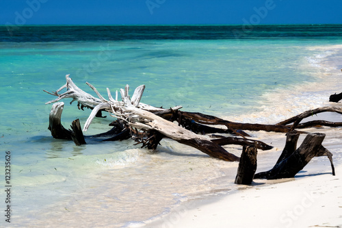 Kuba - Wurzel im Meer auf Cayo Levisa photo