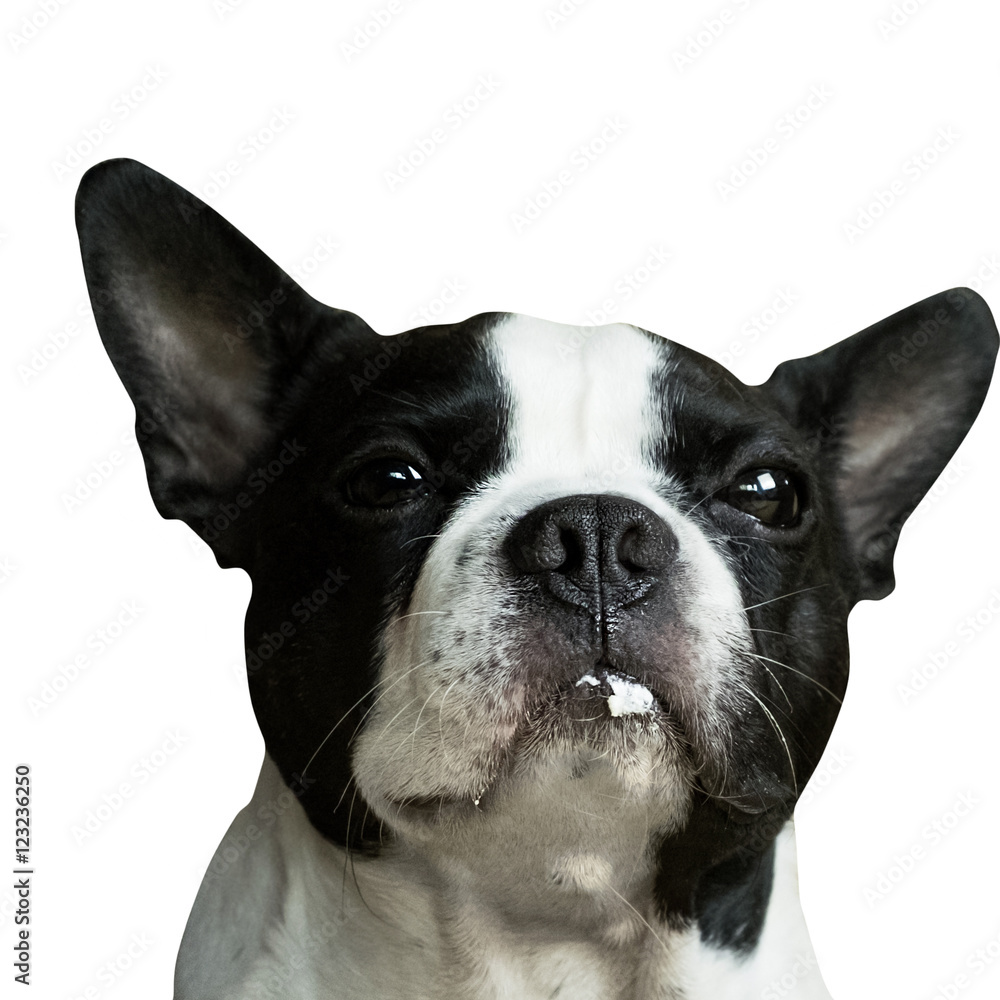 A dirty mouth dog isolated on white background with clipping path