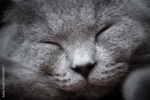 Fototapeta Naklejka Na Ścianę i Meble -  Face close-up of a young cute cat sleeping blissfully. The British Shorthair