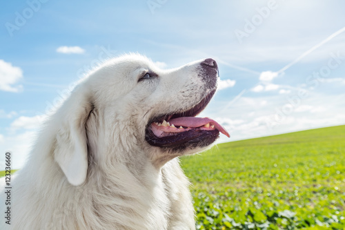 Fototapeta Naklejka Na Ścianę i Meble -  Big guard dog enjoying a walk on a sunny day. Polish Tatra Sheepdog