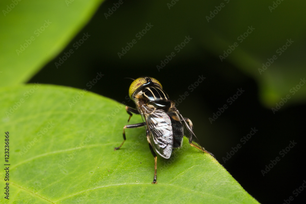 Macro small flies Macro small flies