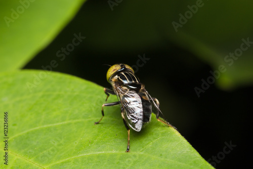 Macro small flies