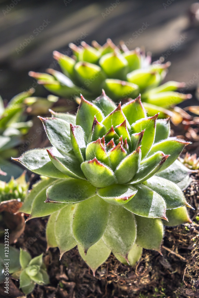 Sempervivum tectorum, Houseleek. Plant on the roof on natural light Sempervivum tectorum, Houseleek. Plant on the roof on natural light