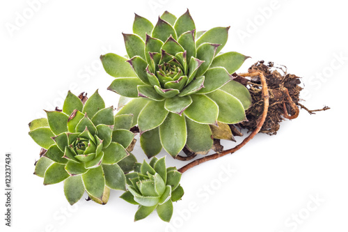 Sempervivum tectorum, Houseleek. Plant on the white background