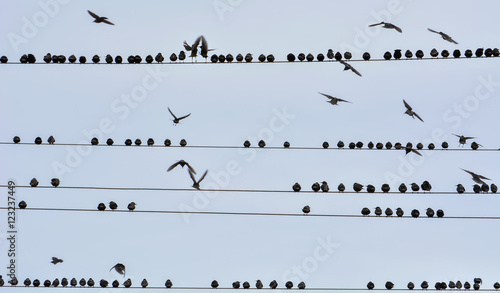 Minik Kuşların Senfonisi photo
