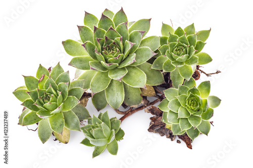 Sempervivum tectorum, Houseleek. Plant on the white background