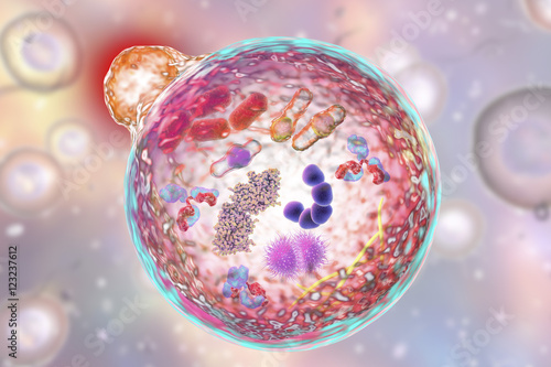 Mechanism of cellular authophagy, illustration for Nobel Prize Award in Medicine 2016. 3D illustration showing fusion of lysosome with autophagosome containing microbes and molecules photo
