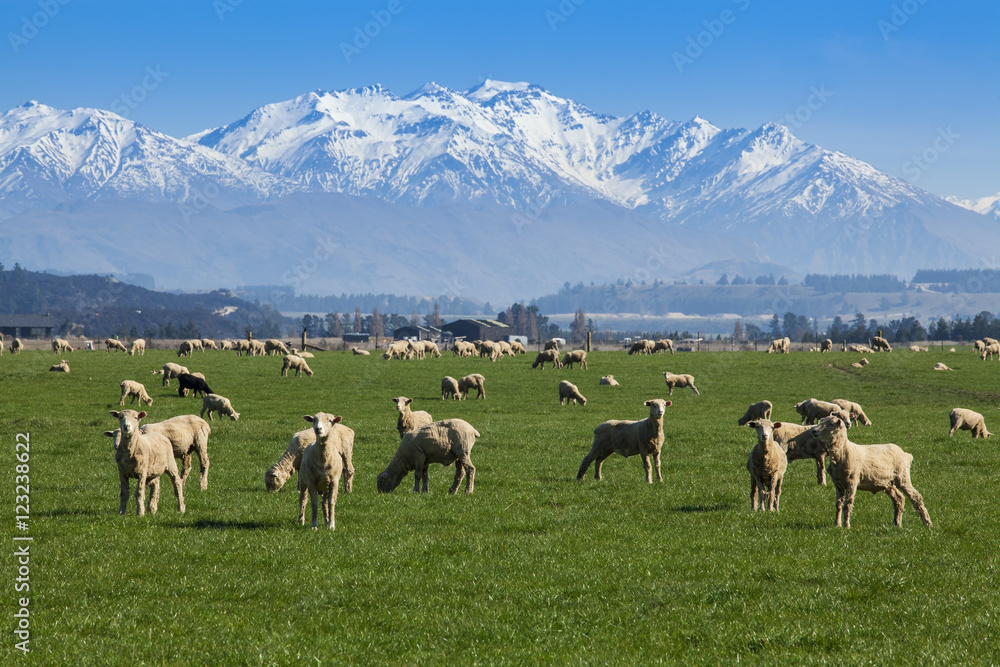 Fototapeta premium Sheep farm