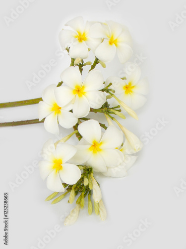Beautiful tropical frangipani flower on white background