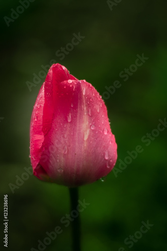 Regentropfen auf Tulpe auf Wiese