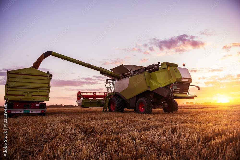 Obraz premium Harvesting the wheat