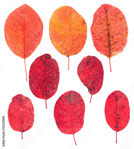 Set of autumn leaves isolated