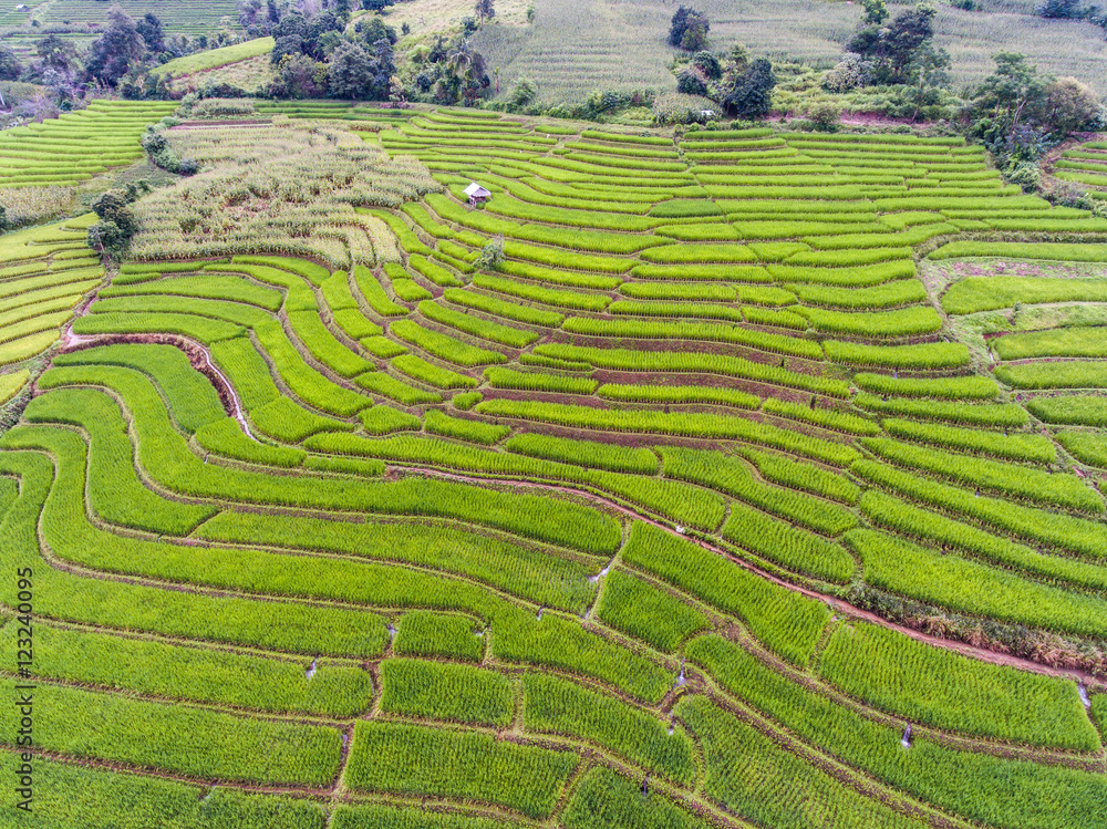 Terraced Rice Field in Hill, Chaingmai, Thailand