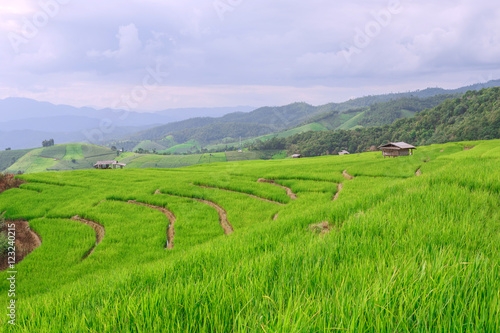 Beautiful nature green Terraced Rice Field of Rainy Season, a major tourist attraction in Pa Bong Pieng, Mae Chaem, Chiangmai, Thailand. This is a location very popular for photographers and tourists
