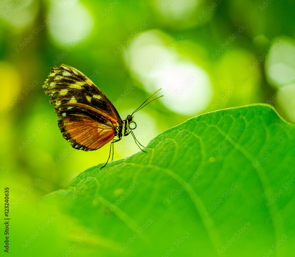 Butterfly portrait with bokeh blurred Butterfly portrait with bokeh blurred