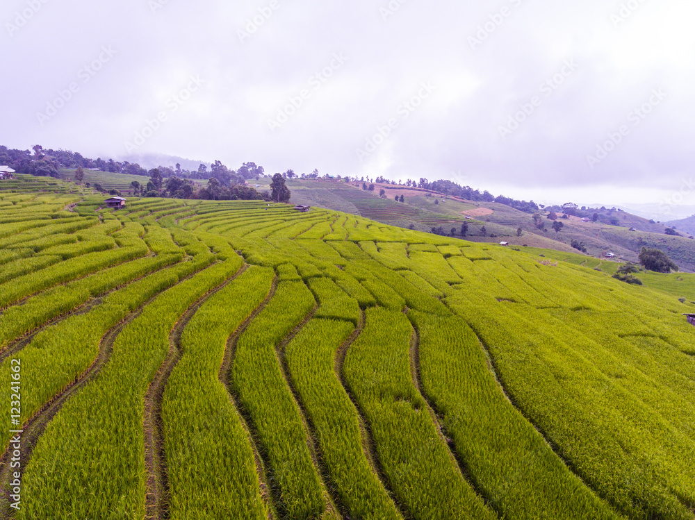 Naklejka premium Terraced Rice Field in Hill, Chaingmai, Thailand