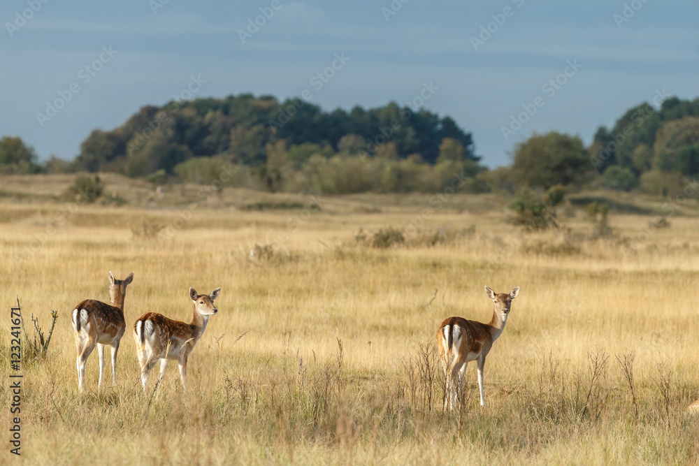 Fototapeta premium Fallow deer in nature during rutting season