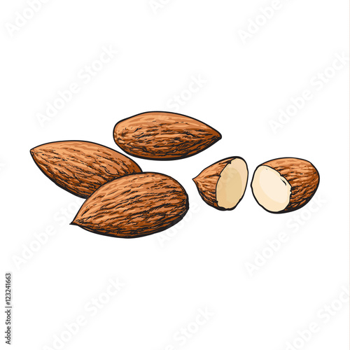 Whole and cut almond nuts, vector illustration isolated on white background. Drawing of almonds on white background, delicious healthy vegan snack