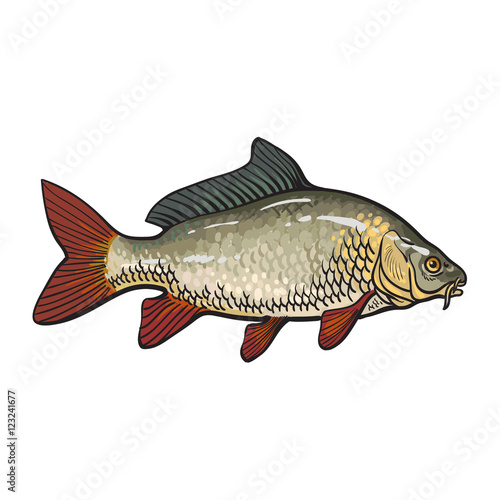 Hand drawn golden carp, sketch style vector illustration isolated on white background. Colorful realistic drawing of a golden carp, edible freshwater fish