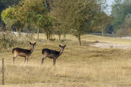 Fototapeta Naklejka Na Ścianę i Meble -  Fallow deer in nature during rutting season

