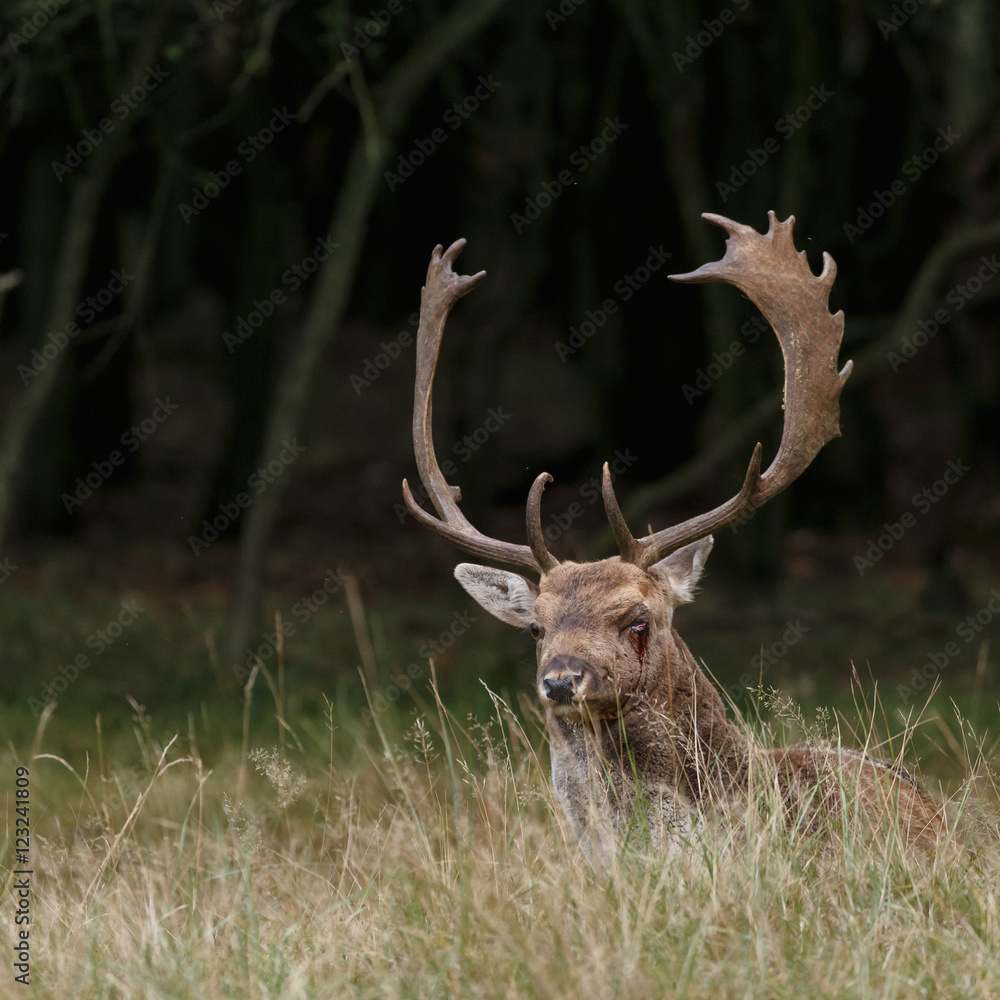 Fallow deer in nature during rutting season 

