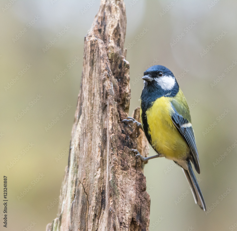 Obraz premium Great tit