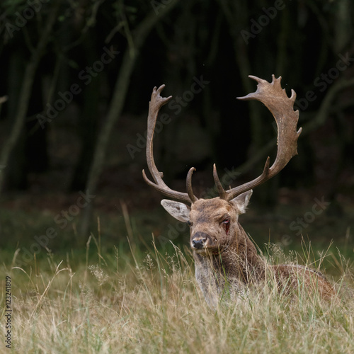 Fallow deer in nature during rutting season   