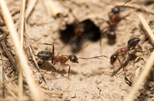 ants on the ground. macro © schankz
