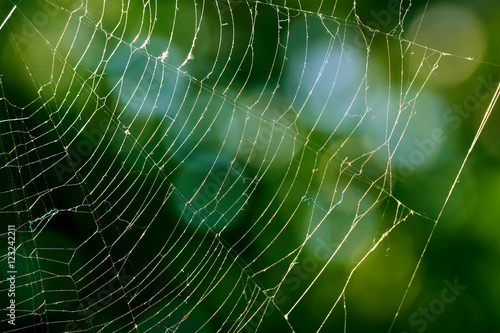 Spiderweb on blurred background of green leaves.
