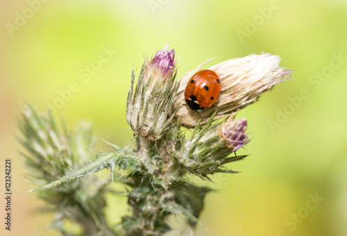 ladybird on nature. macro