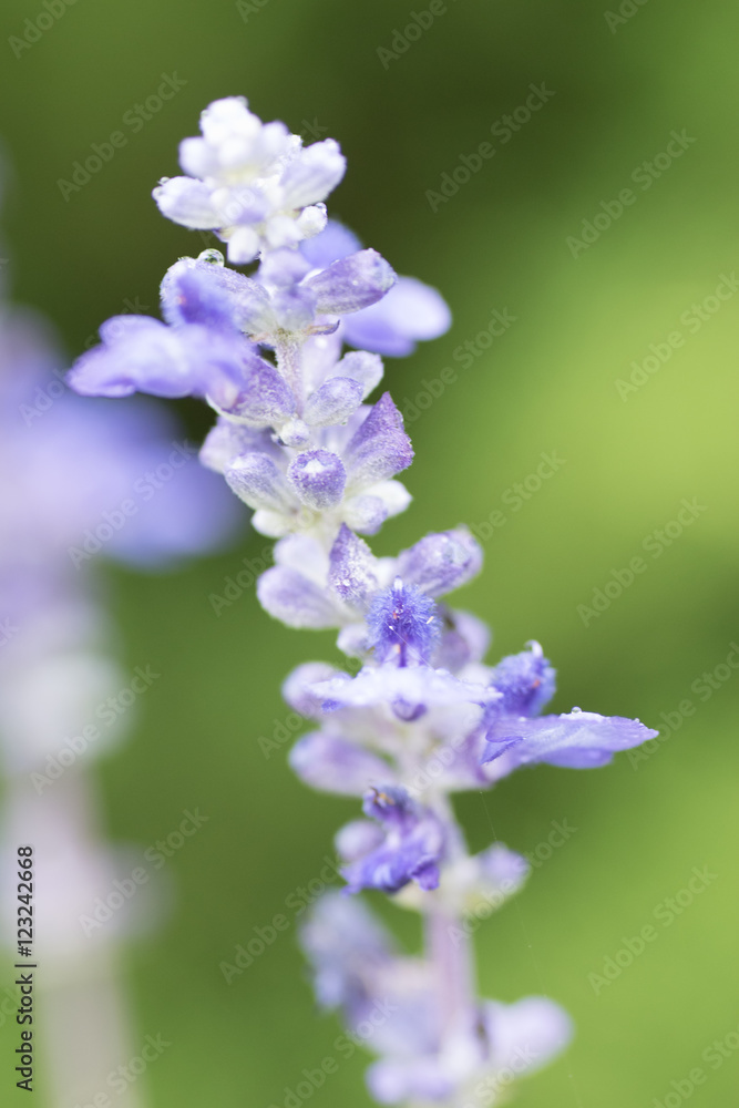 水滴を帯びた紫色の小さな花 水滴を帯びた紫色の小さな花