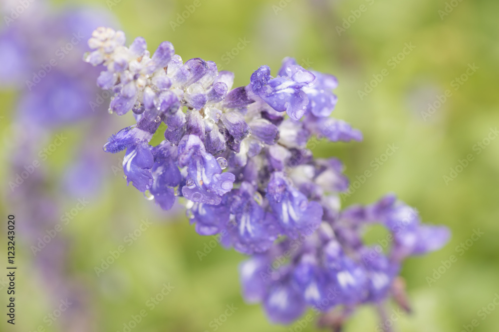 水滴を帯びた紫色の小さな花 水滴を帯びた紫色の小さな花